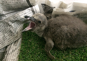 ペンギン