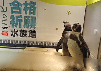ペンギン