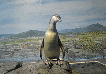 ペンギン