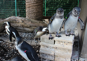ペンギン