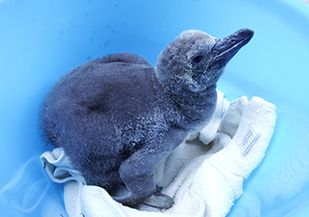 ペンギン