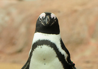 ペンギン