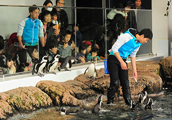 ペンギン
