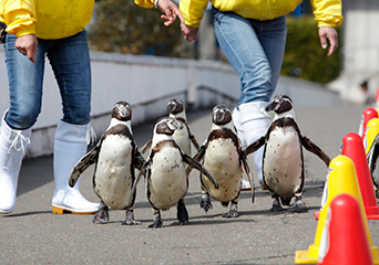 ペンギン