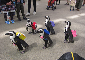 ペンギン
