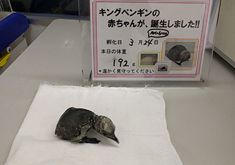 ペンギン