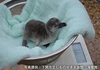 ペンギン