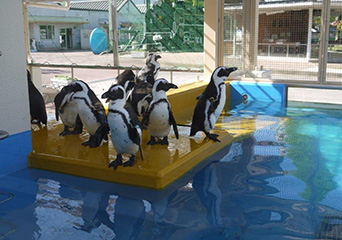 ペンギン