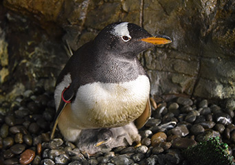 ペンギン