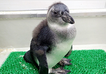 ペンギン