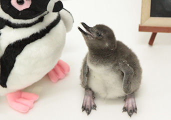 ペンギン