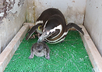 ペンギン