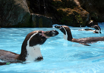 ペンギン