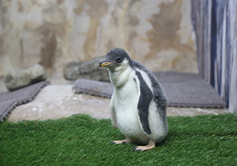 ペンギン