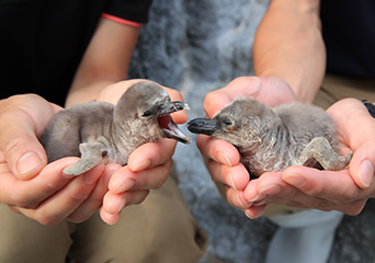 ペンギン
