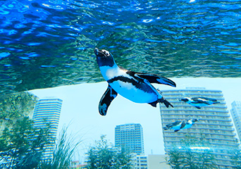 ペンギン