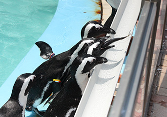 ペンギン