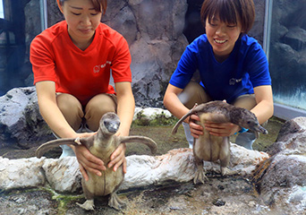 ペンギン