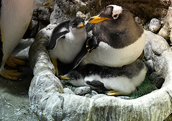 ペンギン