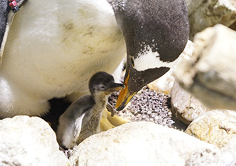 ペンギン