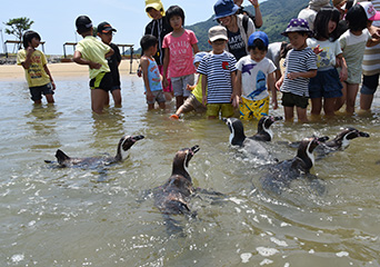 ペンギン