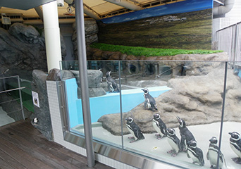 ペンギン