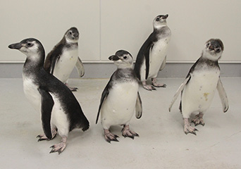 ペンギン