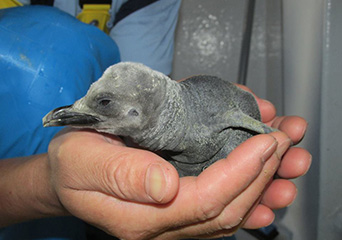 ペンギン