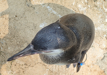 ペンギン
