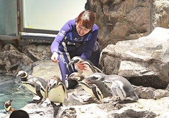 ペンギン