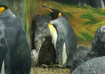 ペンギン