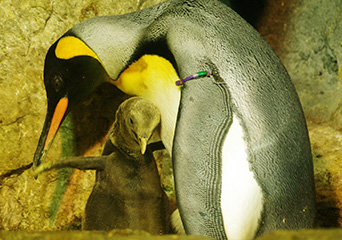 ペンギン