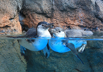 ペンギン