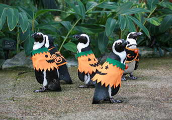 ペンギン