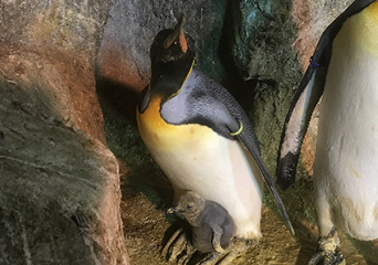 ペンギン