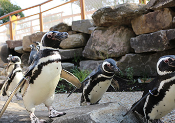 ペンギン