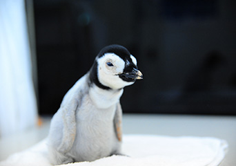 ペンギン