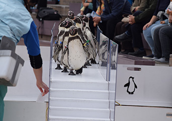 ペンギン
