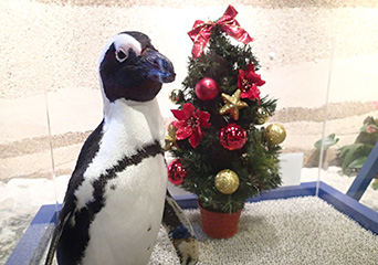 ペンギン