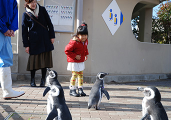 ペンギン