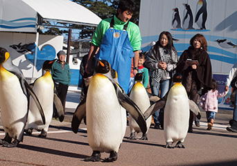 ペンギン