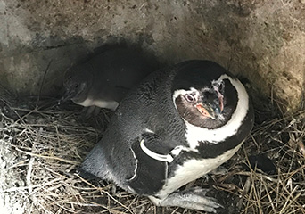 ペンギン