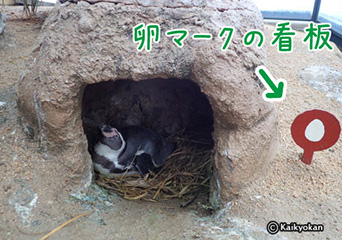 ペンギン