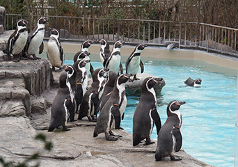 ペンギン