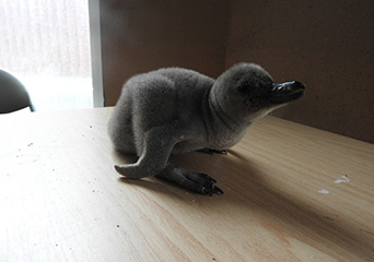 ペンギン