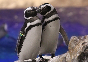 ペンギン