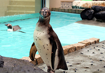 ペンギン