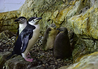 ペンギン