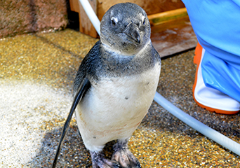 ペンギン