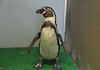 ペンギン